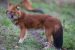 Dhole Returns to Kaziranga-Karbi Anglong Landscape