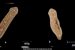 Dugesia Punensis