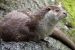 Eurasian Otter