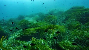 High Seas Treaty Ratified at UN Oceans Conference