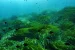 High Seas Treaty Ratified at UN Oceans Conference