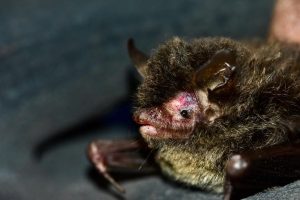 Himalayan Long-tailed Myotis
