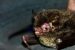 Himalayan Long-tailed Myotis