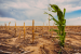 Impact of Climate Change on Global Food Production