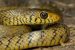 Indian Rat Snake