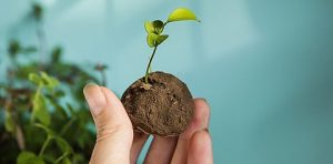 Kerala’s Vithoot Afforestation Programme