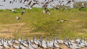 Kichan and Menar Wetlands