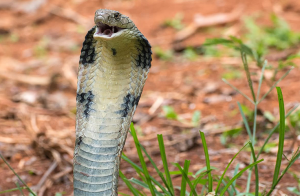 King Cobra Reintroduction Plans in Madhya Pradesh