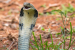 King Cobra Reintroduction Plans in Madhya Pradesh