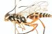 Losgna Occidentalis