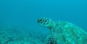 Marine Protected Areas and Sea Turtle Conservation
