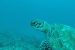 Marine Protected Areas and Sea Turtle Conservation