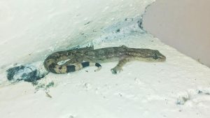 New Gecko Species Discovered in Coonoor Hills