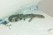 New Gecko Species Discovered in Coonoor Hills