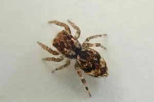 New Jumping Spider Species