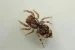 New Jumping Spider Species