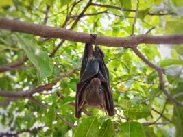 Potential Pandemic Threat from Merbecoviruses