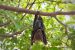 Potential Pandemic Threat from Merbecoviruses