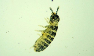 Rediscovery of Ballistura Fitchoides in Kerala