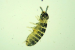 Rediscovery of Ballistura Fitchoides in Kerala