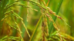 Rice Yellow Mottle Virus