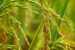 Rice Yellow Mottle Virus