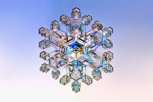 Snowflake Yeast Reveals Into Multicellularity