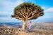 Socotra Island