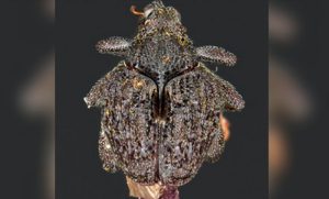 Spathaspina Noohi