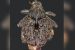 Spathaspina Noohi
