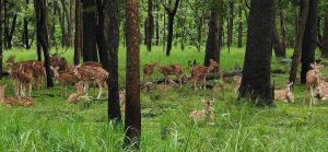 Status of Ungulates and Tiger Conservation in India