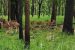 Status of Ungulates and Tiger Conservation in India