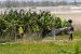 Sustainable Agricultural Intensification in Senegal