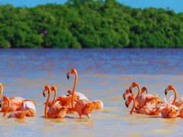 Tamil Nadu Declares Greater Flamingo Sanctuary