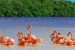 Tamil Nadu Declares Greater Flamingo Sanctuary