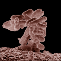 Thermophilic Bacteria