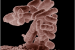 Thermophilic Bacteria