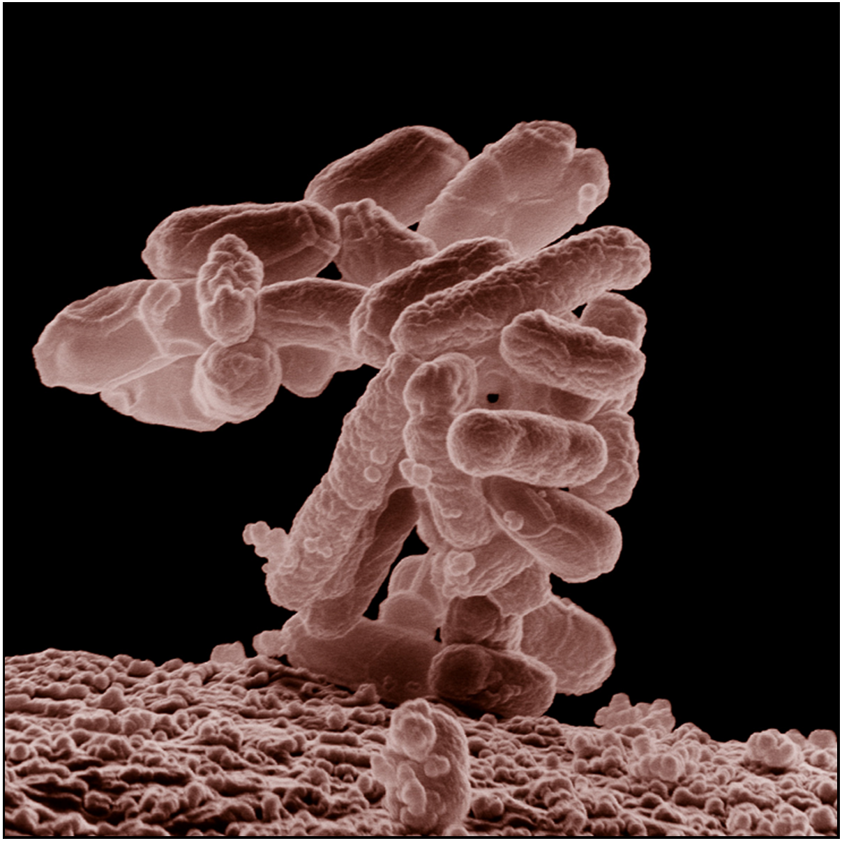 Thermophilic Bacteria