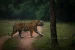 Tiger Conservation Efforts Outside Reserves