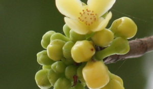 असम में खोजी गई नई पेड़ प्रजाति: Garcinia kusumae, एक जैविक विरासत का सम्मान