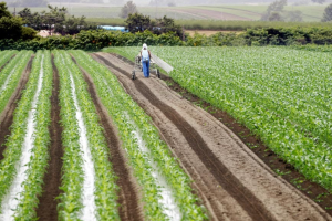 भारत में हरित क्रांति के भविष्य को लेकर CIMMYT की चुनौती और अपील