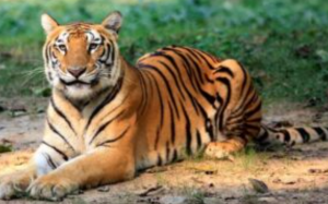 नामदाफा टाइगर रिज़र्व से 310 हेक्टेयर जंगल काटने की मंज़ूरी, अरुणाचल फ्रंटियर हाईवे के लिए एनबीडब्ल्यूएल की स्वीकृति