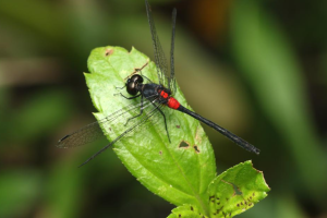 वेस्टर्न घाट की छायाओं में छिपा नया ड्रैगनफ्लाई: Lyriothemis abrahami की खोज