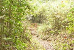 भारत का पहला हॉर्नबिल संरक्षण केंद्र तमिलनाडु में स्थापित: पश्चिमी घाट की जैव विविधता को मिलेगा नया जीवन