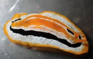 इंडोनेशिया के समुद्र में मिली दो नई समुद्री स्लग प्रजातियां: Phyllidia ovata और Phyllidia fontjei का हुआ वैज्ञानिक नामकरण