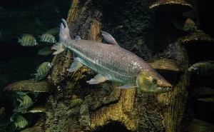 Africa’s Freshwater Fish Face Extinction Crisis