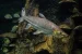 Africa’s Freshwater Fish Face Extinction Crisis