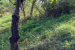 Agroforestry Model Rules