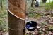 Ambrosia Beetle Threatens Kerala Rubber Plantations