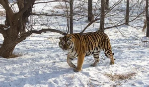 Amur Tiger and Indigenous Taiga Spirituality